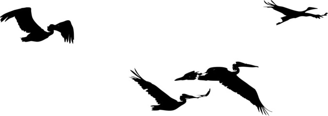 Oiseaux migrateurs volant dans le ciel- vecteur noir avec fond transparent à personnaliser ou utiliser tel quel. 