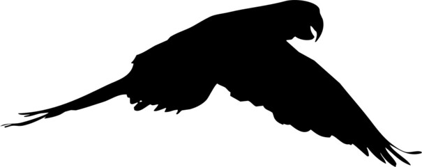 Perruche ou perroquet en vol, différentes postures et ailes ouvertes ou fermés. Par deux dans certaines photos de la série. En silhouette, vecteur à fond transparent.  © Thierry