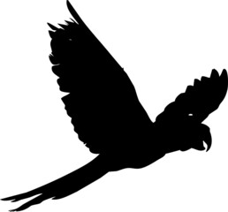 Perruche ou perroquet en vol, différentes postures et ailes ouvertes ou fermés. Par deux dans certaines photos de la série. En silhouette, vecteur à fond transparent. 