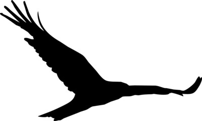Rapace de type aigle, vautour, faucon volant dans le ciel- vecteur noir avec fond transparent à personnaliser ou utiliser tel quel. 