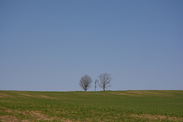 春の緑の麦畑と木立
