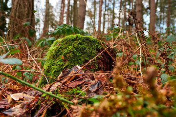 A stump of a cut tree overgrown with green lichen in the forest