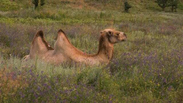 The Bactrian camel is sitting among the blue flowers and resting. A butterfly flies past him. Pets. Pasture