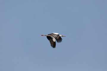 The Red Book Far Eastern stork flies spreading its wings against the background of the blue sky.