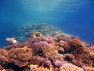 coral reef in the sea