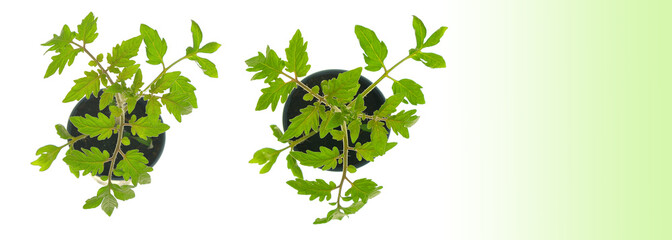 Tomato seedling banner.Tomato green plants in pots close-up isolatedwith green gradient.growing...