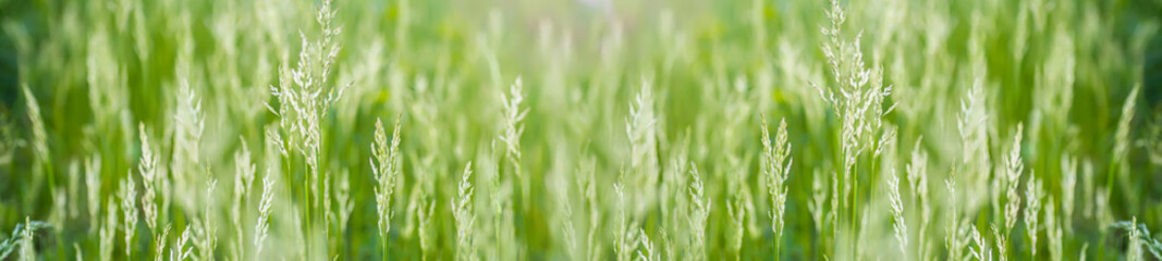 Young spikelets with grass seeds in the meadow. Delicate green grass growing in a clearing in the rays of the sun.