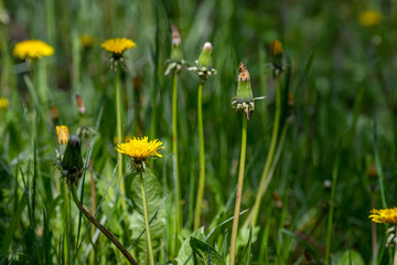 Dandelions with sunlight on green grass. Green field with yellow dandelions. Closeup of yellow spring flowers on the ground