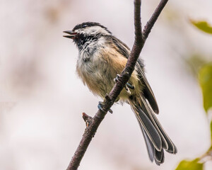 Black-Capped Chickadee sitting on a branch