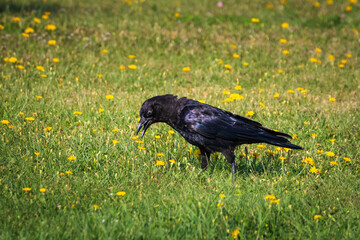 raven on the grass field looking for some earthworms