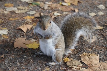 squirrel in the park