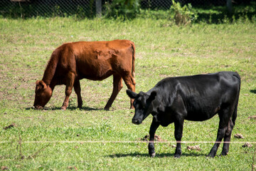 Vacas en el campo. Escena rural