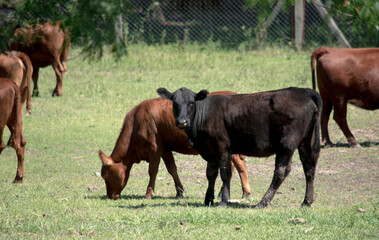 Naklejka na ściany i meble Vacas en el campo. Escena rural