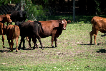 Vacas en el campo. Escena rural