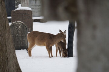 deer in the snow