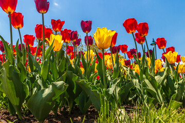 Fototapeta premium beautiful tulips in the garden