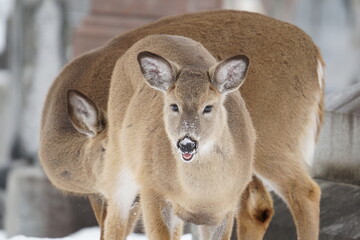 deer in the snow