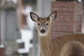 deer in the snow