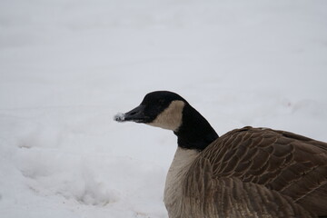 goose in the snow