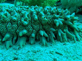 coral reef in the sea