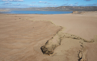 Kelp on sand dunes and beach between Pacific ocean and the Santa Maria river at the Rancho Guadalupe Sand Dunes Preserve on the central coast of California United States