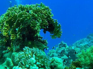 coral reef