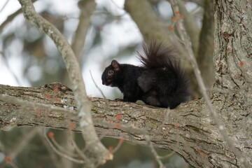 squirrel in the snow