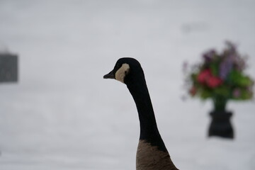 goose in the snow