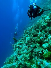 Naklejka na ściany i meble scuba diver and reef