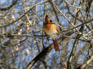 Female cardinal bird sitting on the branch