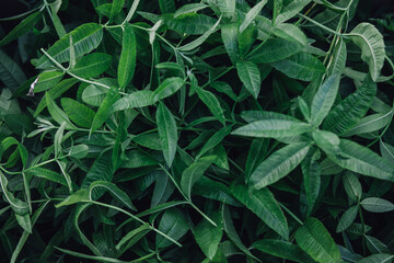 Lemon Verbena leaves - obrazy, fototapety, plakaty