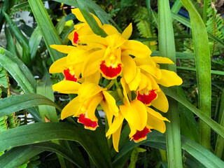 yellow flowers