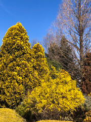 flowers in the forest