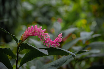 Flor exotica