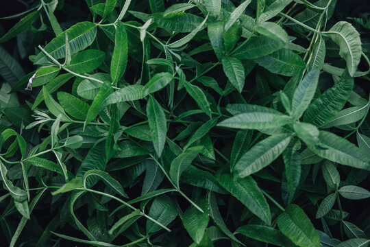 Lemon Verbena leaves