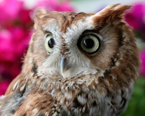 great horned owl