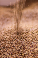 pouring rye flakes. grains
