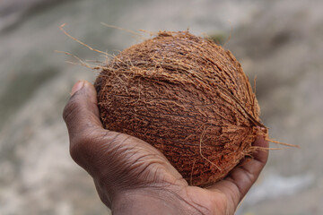 coconut in palm
