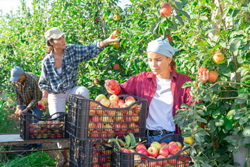 Fototapeta premium Hired worker harvesting ripe apples in orchard