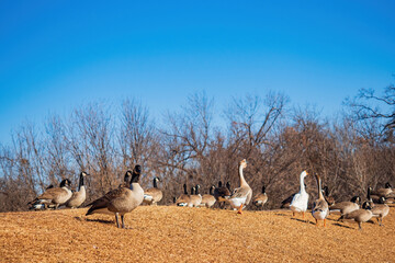 Obraz premium Close up shot of many Canada Geese standing in a park