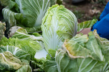 収穫時期を迎えた野菜（ハクサイ）