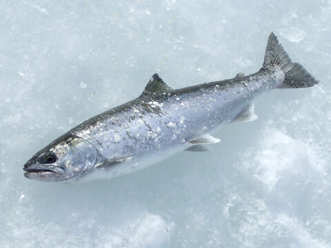 サクラマス の画像 4 421 件の Stock 写真 ベクターおよびビデオ Adobe Stock