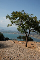 Lone tree by the walls of old castle