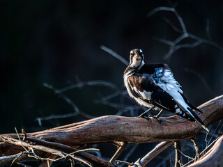 Magpie Lark Head On