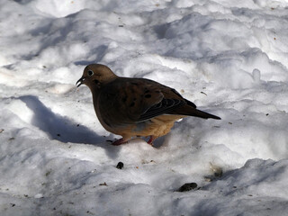 Wild pigeon on snow