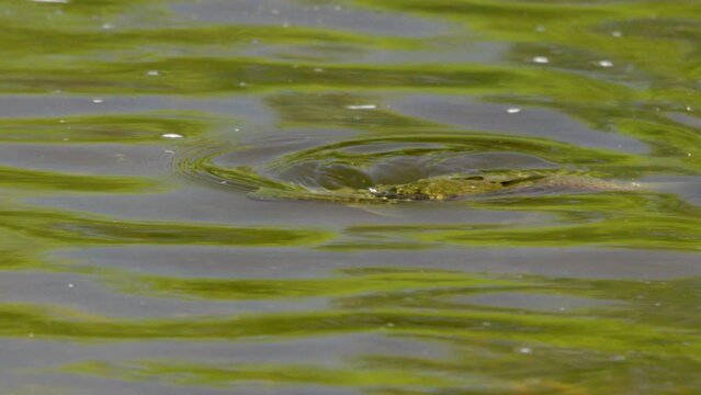 slow motion close up shot of a brown trout feeding from the surface of the mersey river of tasmania, australia