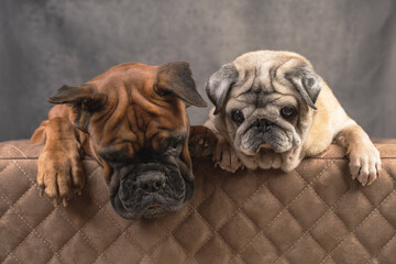 two dogs a pug and a boxer on a leather couch