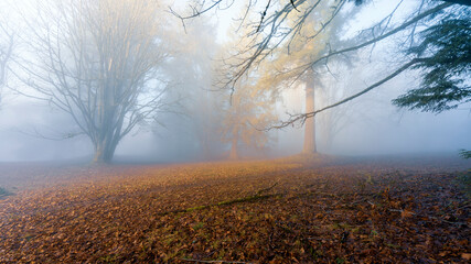 Trees at Misty Burnaby Mountain Park, BC, during winter cloud inversion.
