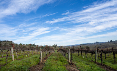 Rows of winter-trimmed grape vines in a Sonoma County vineyard under a blue sky filled with cirrus clouds.