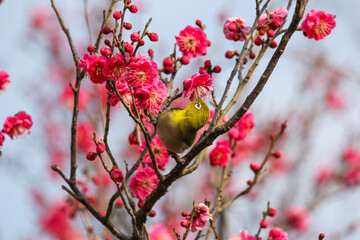 梅の花に止まるメジロ